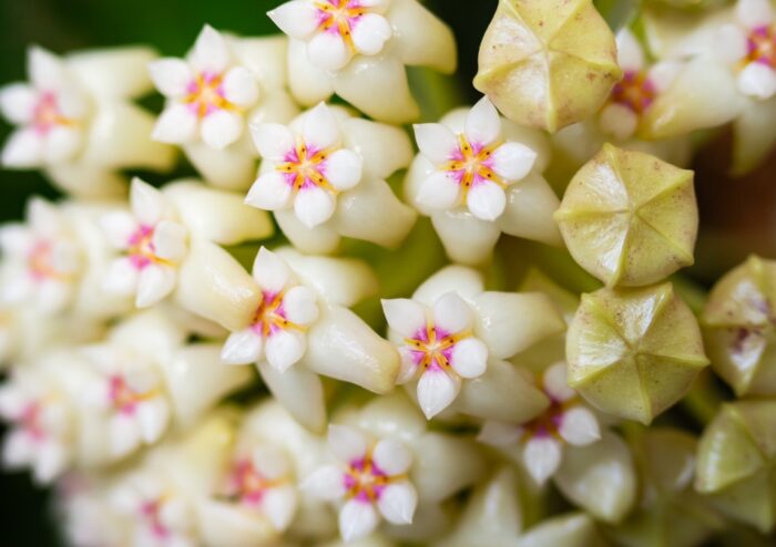 Wachsblume, Hoya, Herzblatt-Pflanze, Hoya kerrii