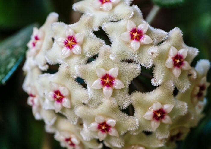 Fleischige Porzellanblume, Wachsblume, Hoya, Hoya carnosa