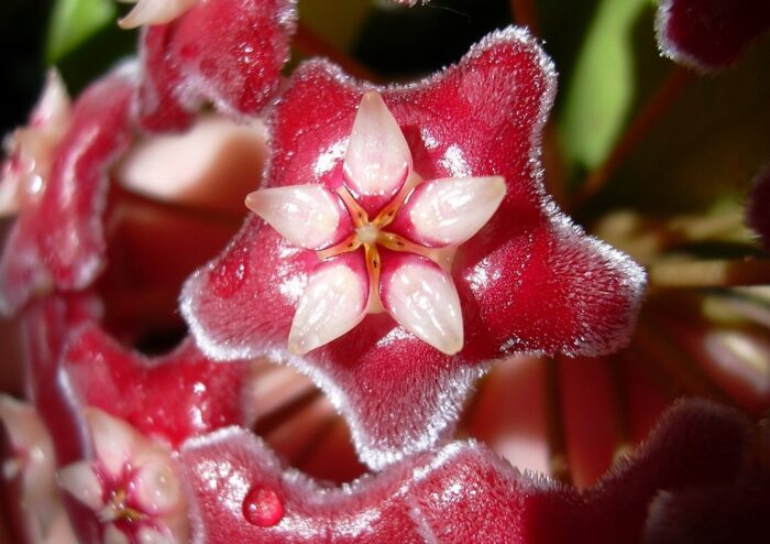 Wachsblume, Porzellanblume, Rote Wachsblume, Hoya, Hoya pubicalyx, Red Button