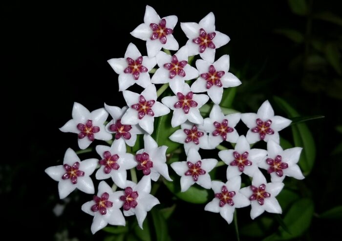 Wachsblume, Porzellanblume, Schöne Wachsblume, Hoya, Hoya lanceolata subsp. bella