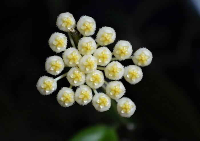 Wachsblume, Hoya