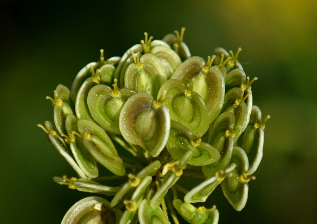 Bibernelle, Anis, Pimpinella anisum, Anissamen