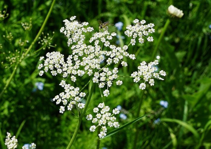 Bibernelle, Pimpinella, Pimpinelle, Pimpernelle, Anis, Pimpinella anisum