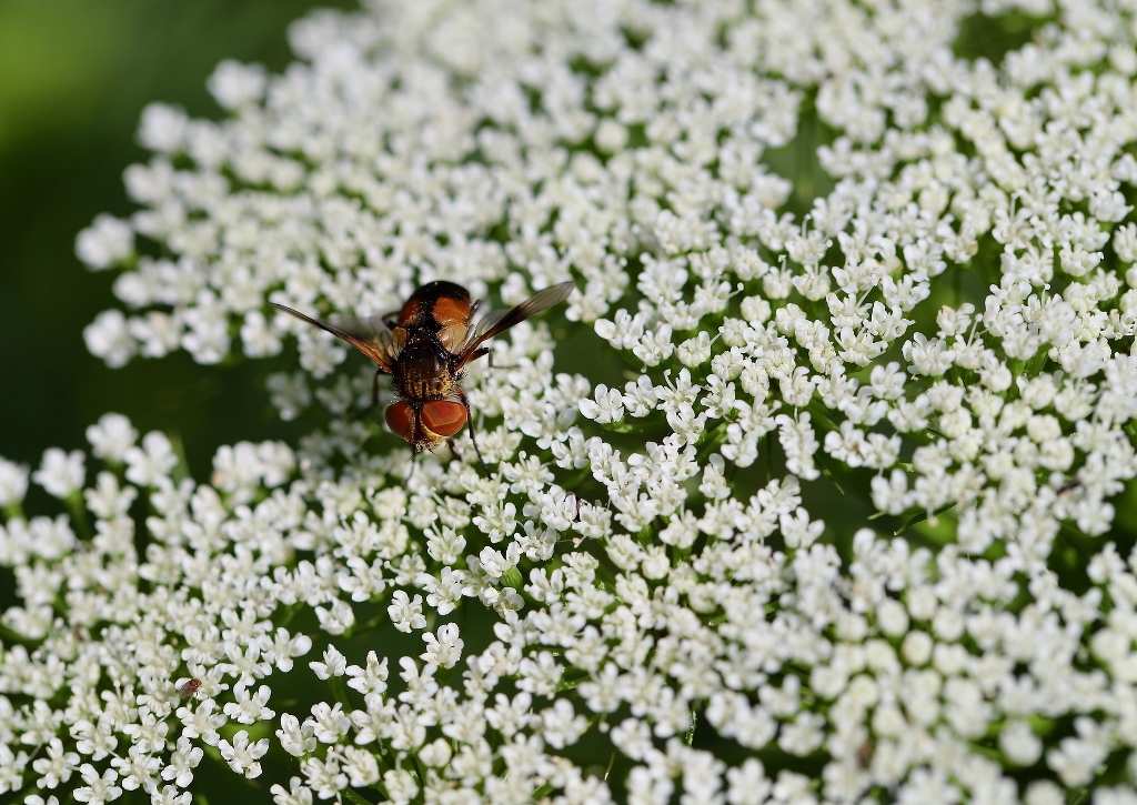 Bibernelle, Pimpinella, Pimpinelle, Pimpernelle, Anis, Pimpinella anisum