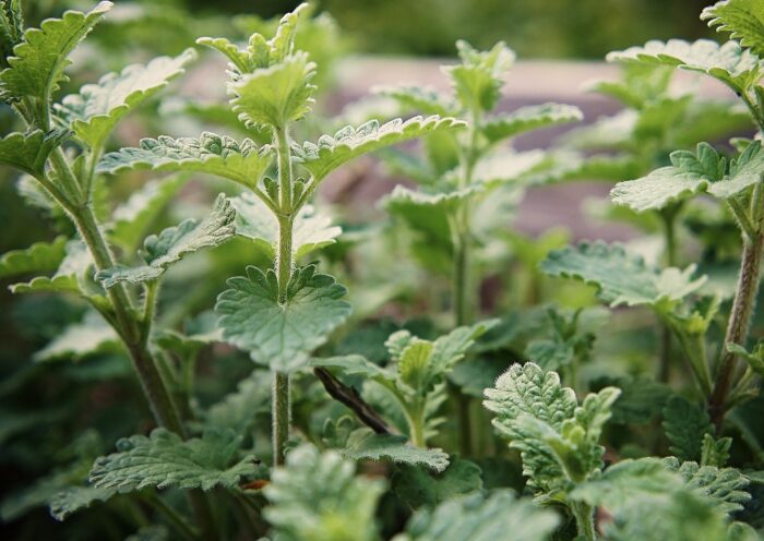 Katzenminze, Echte Katzenminze, Katzenmelisse, Nepeta, Nepeta cataria