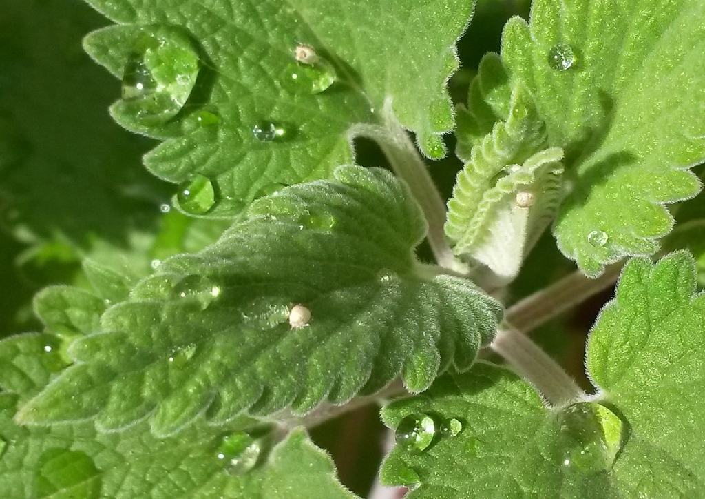 Katzenminze, Echte Katzenminze, Katzenmelisse, Nepeta, Nepeta cataria