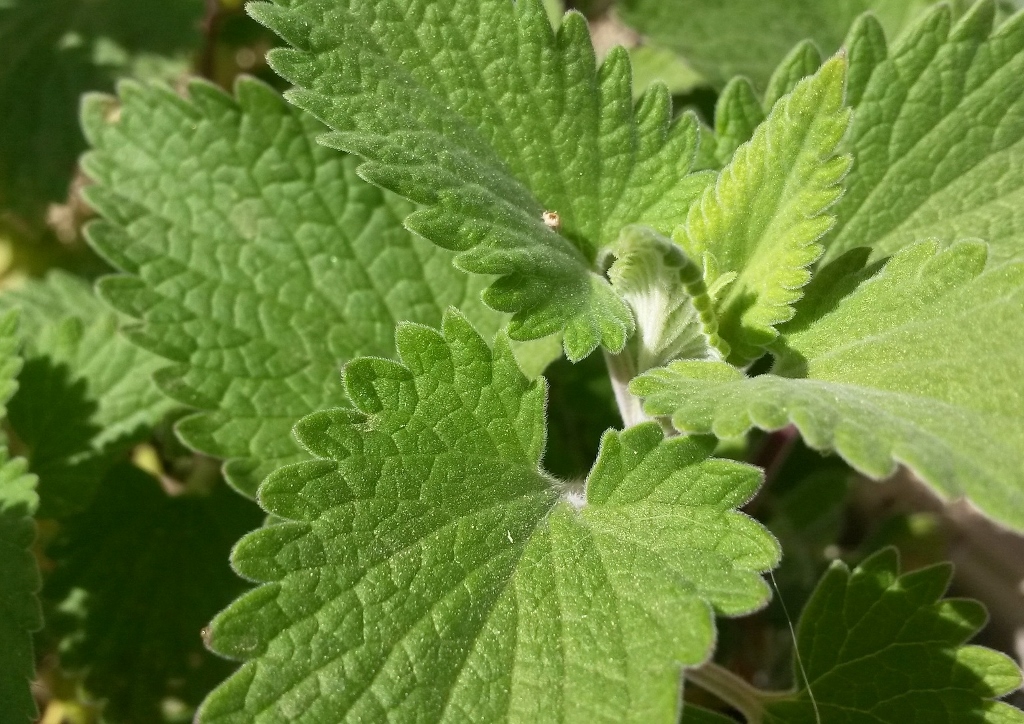 Katzenminze, Echte Katzenminze, Katzenmelisse, Nepeta, Nepeta cataria