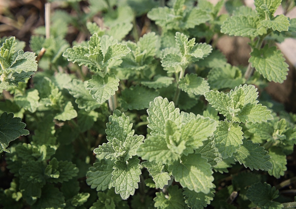 Katzenminze, Echte Katzenminze, Katzenmelisse, Nepeta, Nepeta cataria