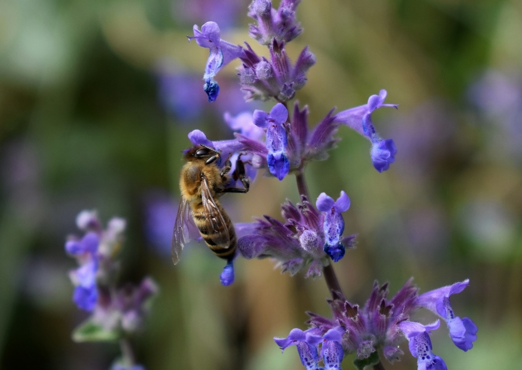 Katzenminze, Blauminze, Blaue Katzenminze, Nepeta, Nepeta x faassenii