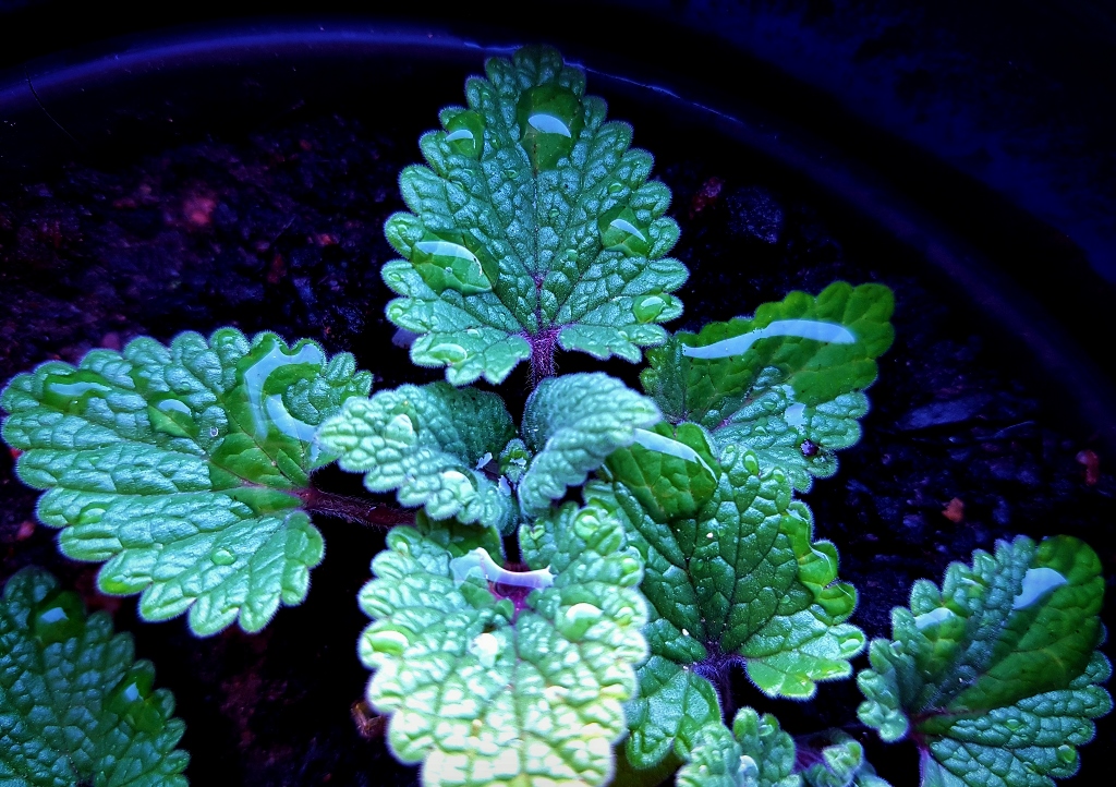 Katzenminze, Echte Katzenminze, Katzenmelisse, Nepeta, Nepeta cataria