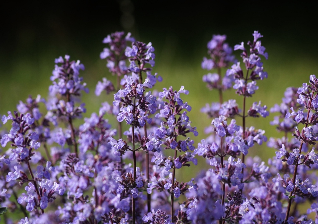 Katzenminze, Trauben-Katzenminze, Nepeta, Nepeta racemosa
