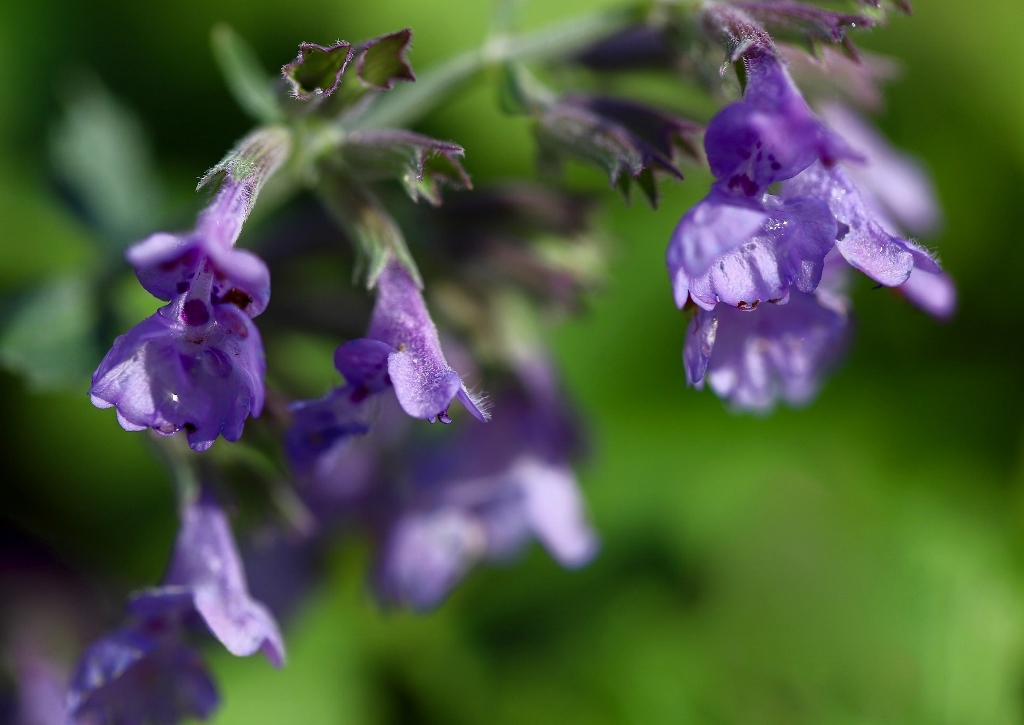 Katzenminze, Trauben-Katzenminze, Nepeta, Nepeta racemosa
