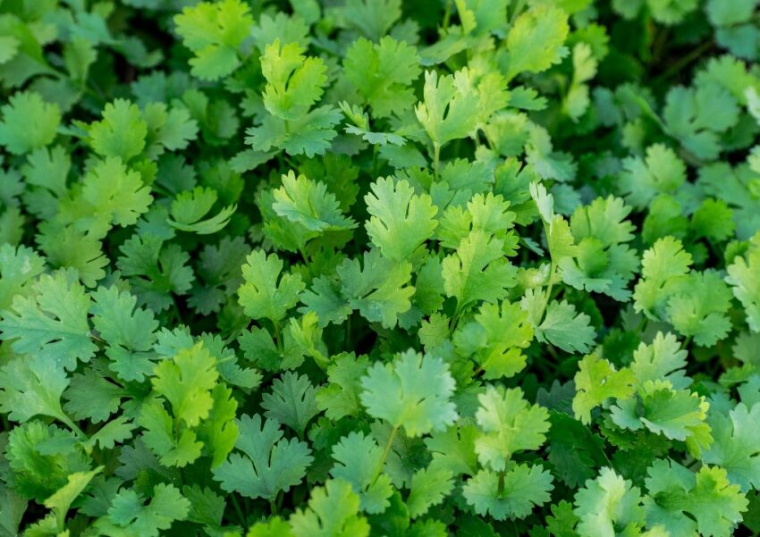 Koriander, Coriandrum, Coriandrum sativum, Blattkoriander