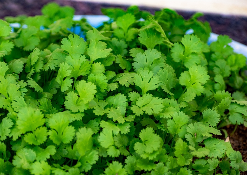 Koriander, Coriandrum, Coriandrum sativum, Blattkoriander