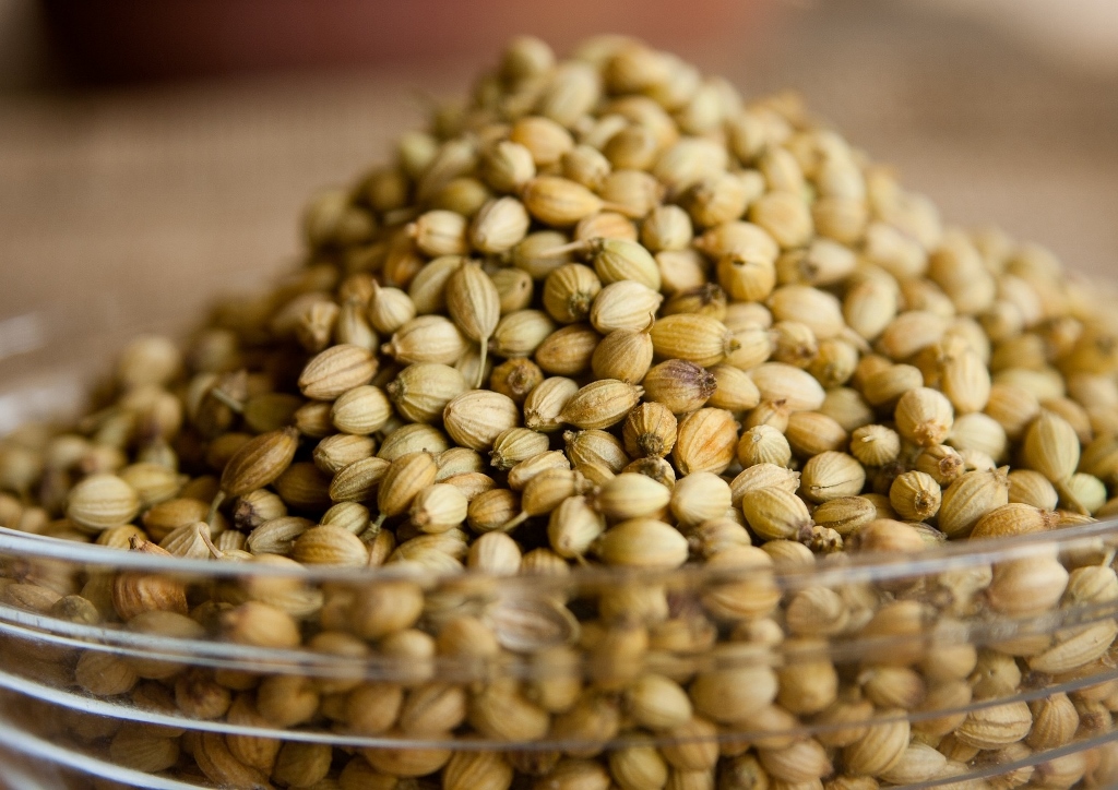 Koriander, Coriandrum, Coriandrum sativum, Koriandersamen