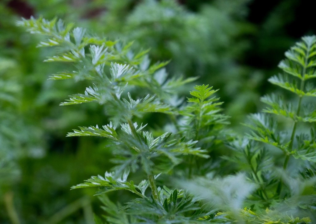 Koriander, Coriandrum, Coriandrum sativum, Blattkoriander