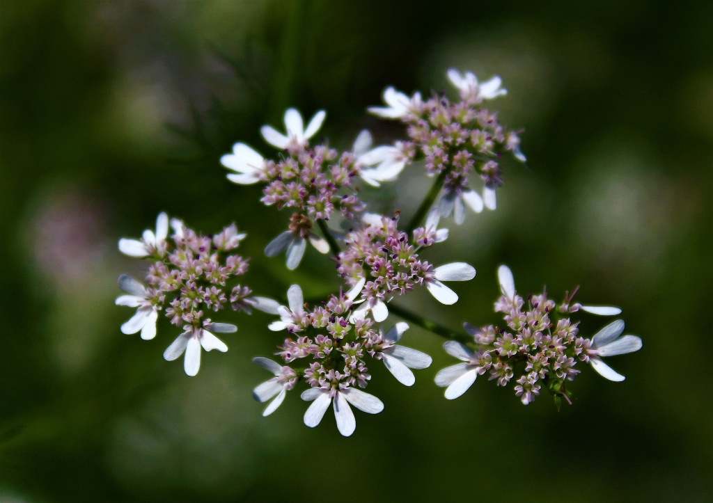 Koriander, Coriandrum, Coriandrum sativum, Blattkoriander