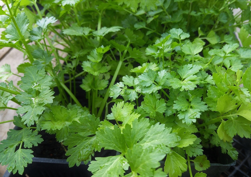 Koriander, Coriandrum, Coriandrum sativum, Blattkoriander