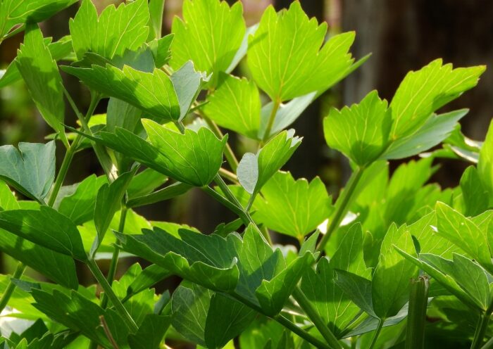 Liebstöckel, Maggikraut, Levisticum, Levisticum officinale