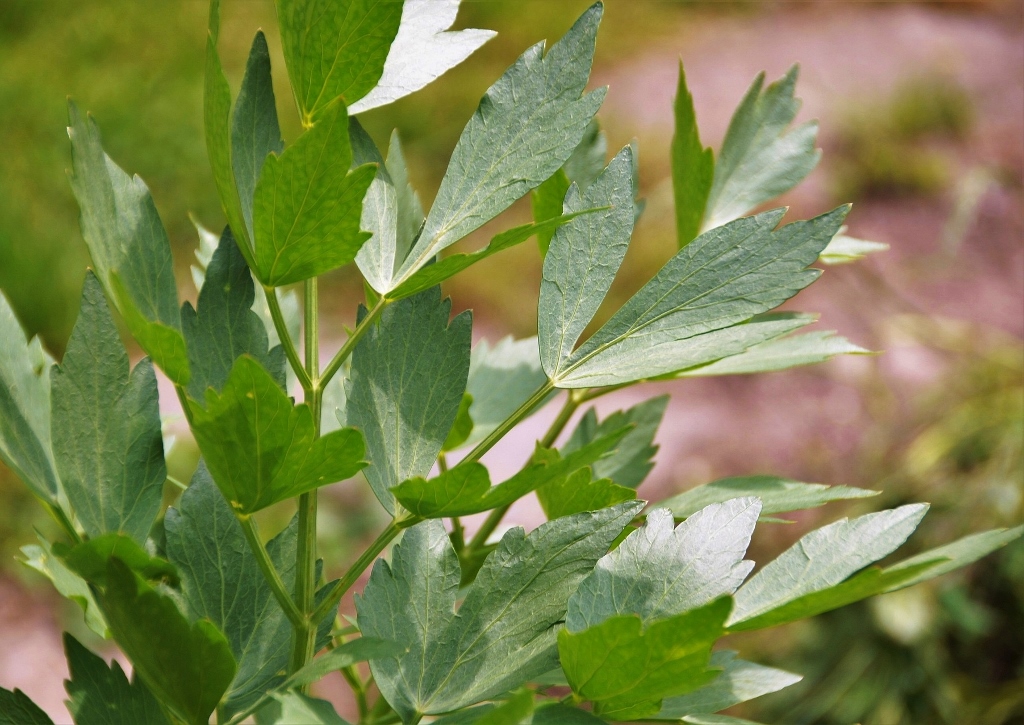Liebstöckel, Maggikraut, Levisticum, Levisticum officinale