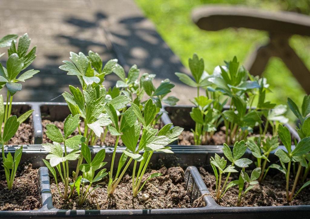 Liebstöckel, Maggikraut, Levisticum, Levisticum officinale