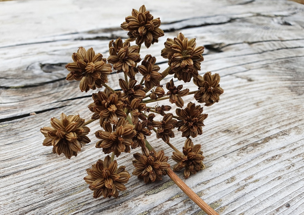 Liebstöckel, Maggikraut, Levisticum, Levisticum officinale, Samen