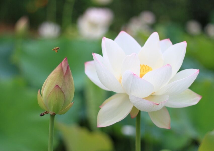 Lotus, Weißer Lotus, Indische Lotosblume, Lotusblume, Lotos, Lotosblume, Nelumbo, Nelumbo nucifera, White Triangle