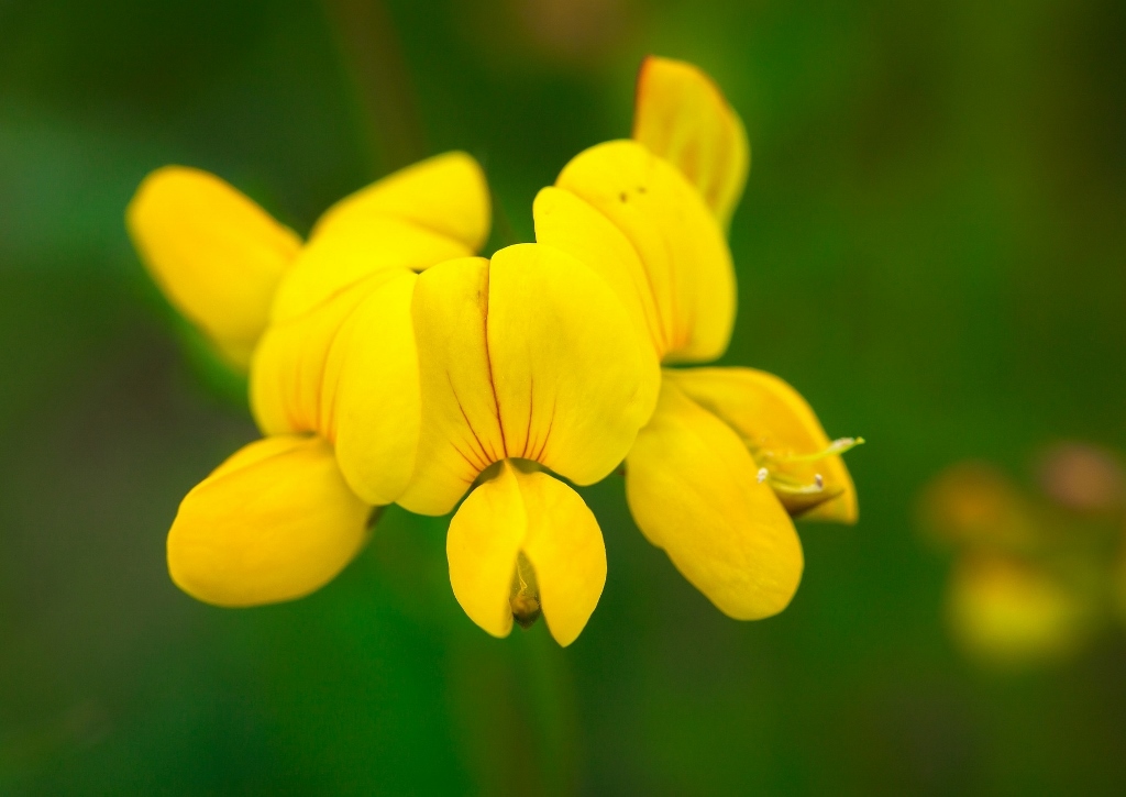 Hornklee, Lotus, Gewöhnlicher Hornklee, Lotus corniculatus