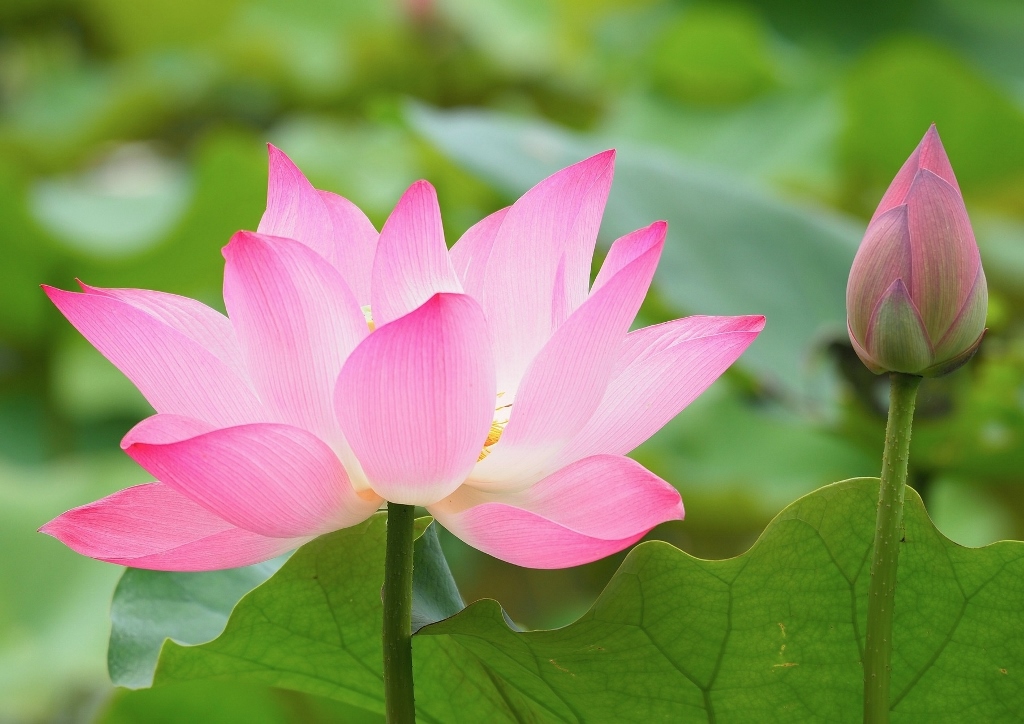 Lotus, Lotos, Lotusblume, Lotosblume, Indische Lotosblume, Nelumbo nucifera