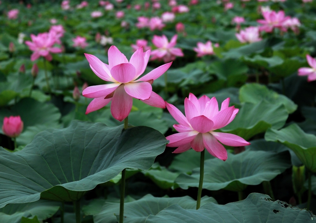 Lotus, Lotos, Lotusblume, Lotosblume, Indische Lotosblume, Nelumbo nucifera