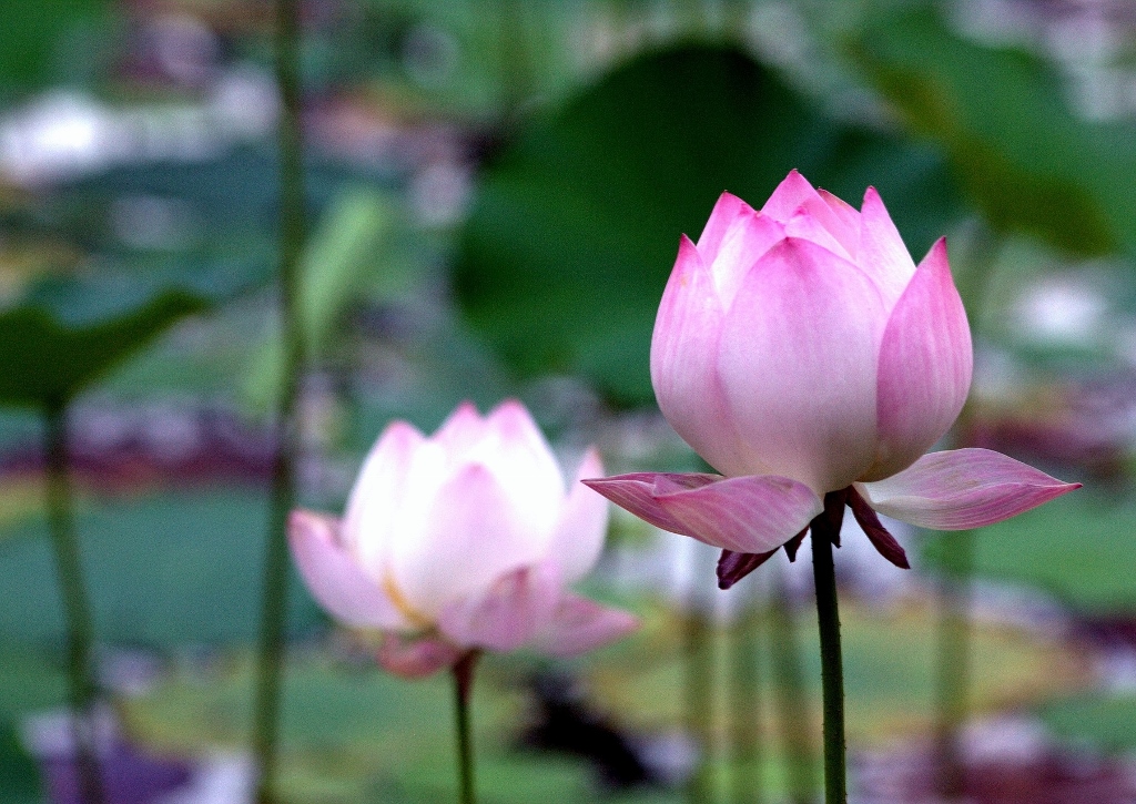 Lotus, Lotos, Lotusblume, Lotosblume, Indische Lotosblume, Nelumbo nucifera