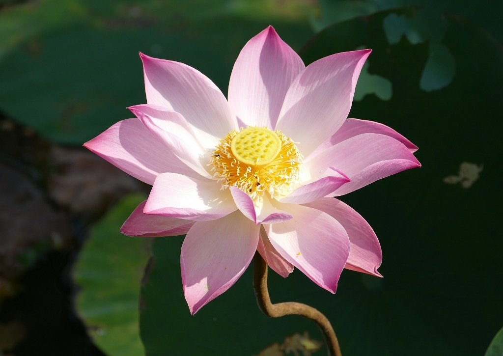 Lotus, Lotos, Lotusblume, Lotosblume, Indische Lotosblume, Nelumbo nucifera