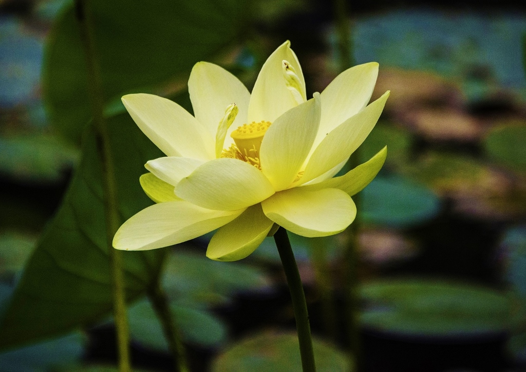 Lotus, Lotos, Lotosblume, Lotusblume, Amerikanische Lotosblume, Nelumbo lutea