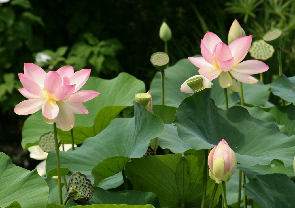 Lotus, Lotos, Lotusblume, Lotosblume, Indische Lotosblume, Nelumbo nucifera, Verzierter Lampion