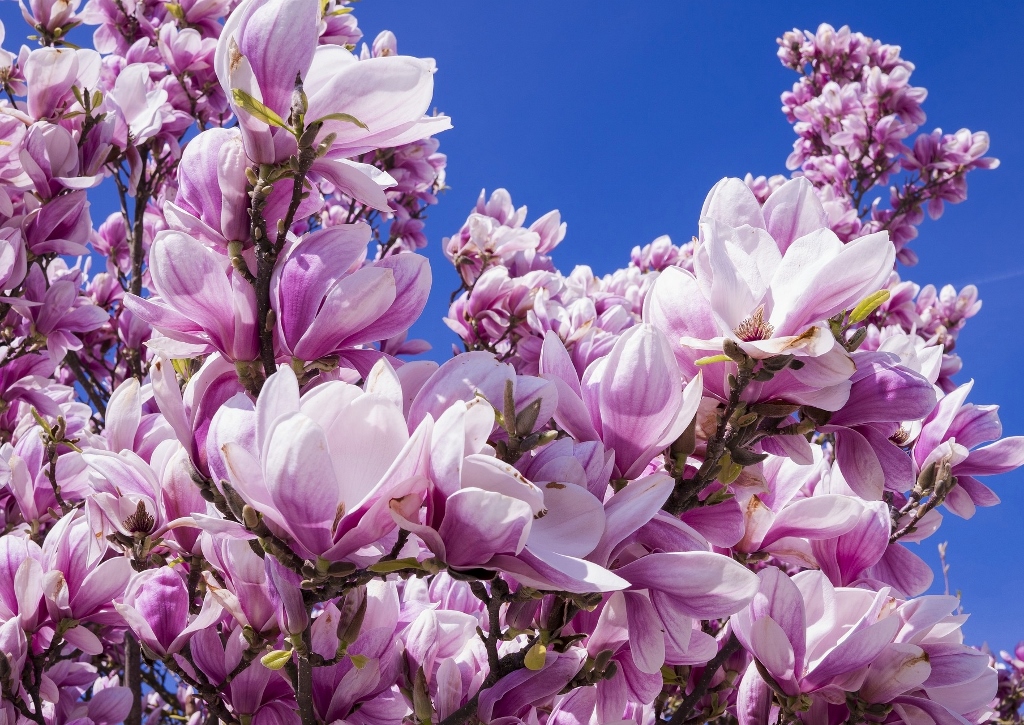 Magnolie, Magnolienbaum, Tulpen-Magnolie, Magnolia, Magnolia × soulangeana