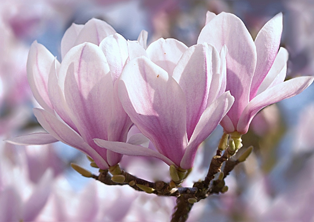 Magnolie, Magnolienbaum, Tulpen-Magnolie, Magnolia, Magnolia × soulangeana