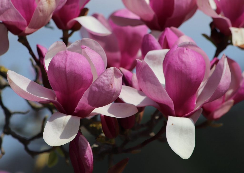 Magnolie, Magnolia, Magnolienbaum, Purpur-Magnolie, Magnolia lilifera, Magnolia candollii