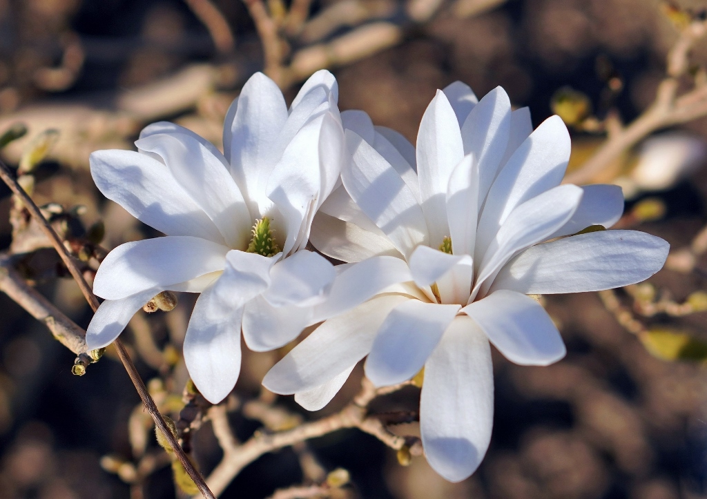 Magnolie, Weiße Magnolie, Magnolienbaum, Magnolia
