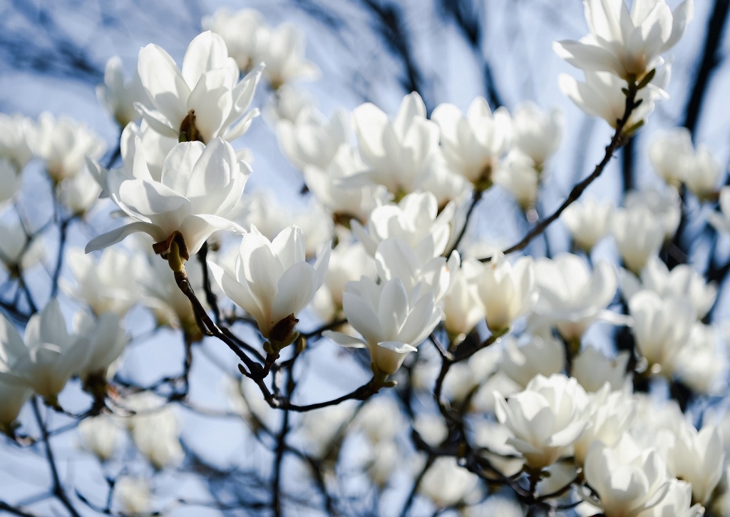 Magnolie, Weiße Magnolie, Magnolienbaum, Magnolia