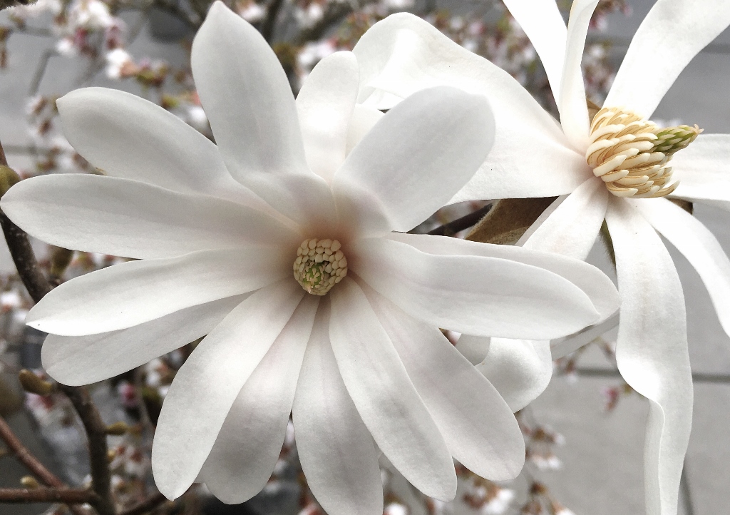 Magnolie, Weiße Magnolie, Magnolienbaum, Magnolia