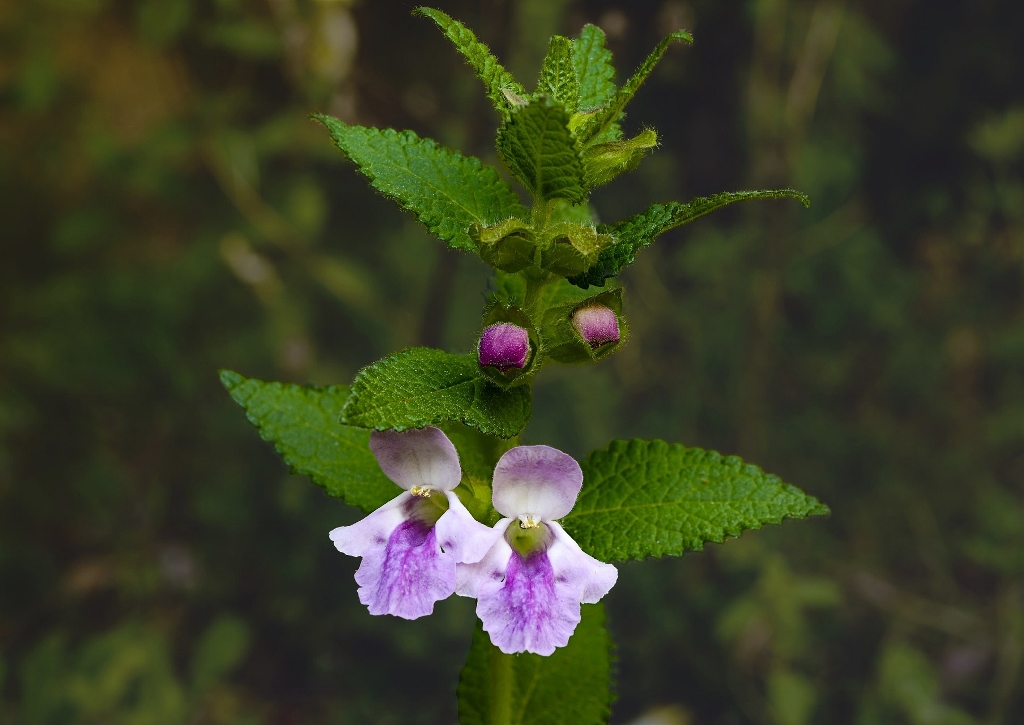 Melisse, Zitronenmelisse, Melissa, Melissa officinalis, Blüte