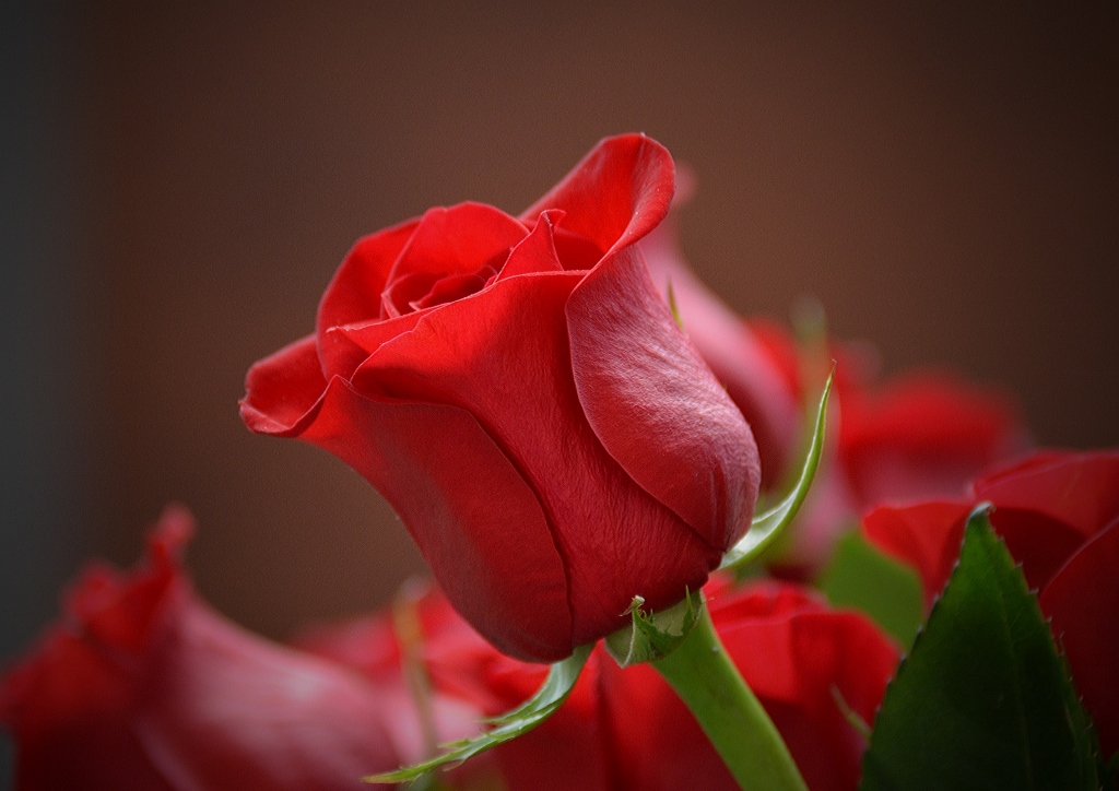 Blumen zum Valentinstag, Rote Rose