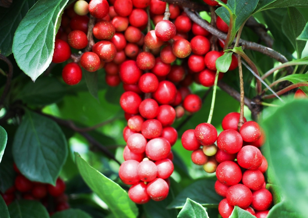 Schisandra, Spaltkörbchen, Chinesisches Spaltkörbchen, Schisandra chinensis