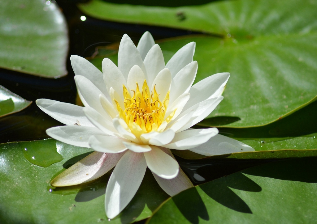 Seerose, Weiße Seerose, Tigerlotus, Nymphaea, Nymphaea lotus