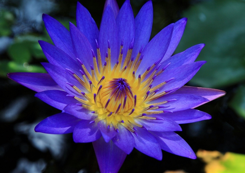 Lotus, Blauer Lotus, Nymphaea caerulea, Nymphaea, Seerose
