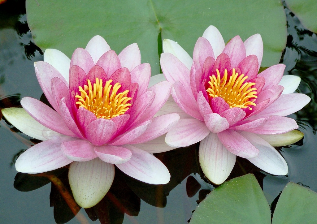 Seerose, Seerosen, Nymphaea, Stern-Seerose, Nymphaea nouchali