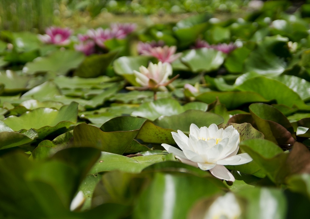 Seerose, Weiße Seerose, Tigerlotus, Nymphaea, Nymphaea lotus
