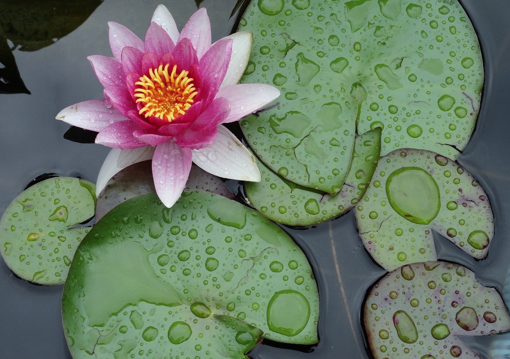 Seerose, Seerosen, Nymphaea, Stern-Seerose, Nymphaea nouchali, Wasserpflanzen, Hydrokultur