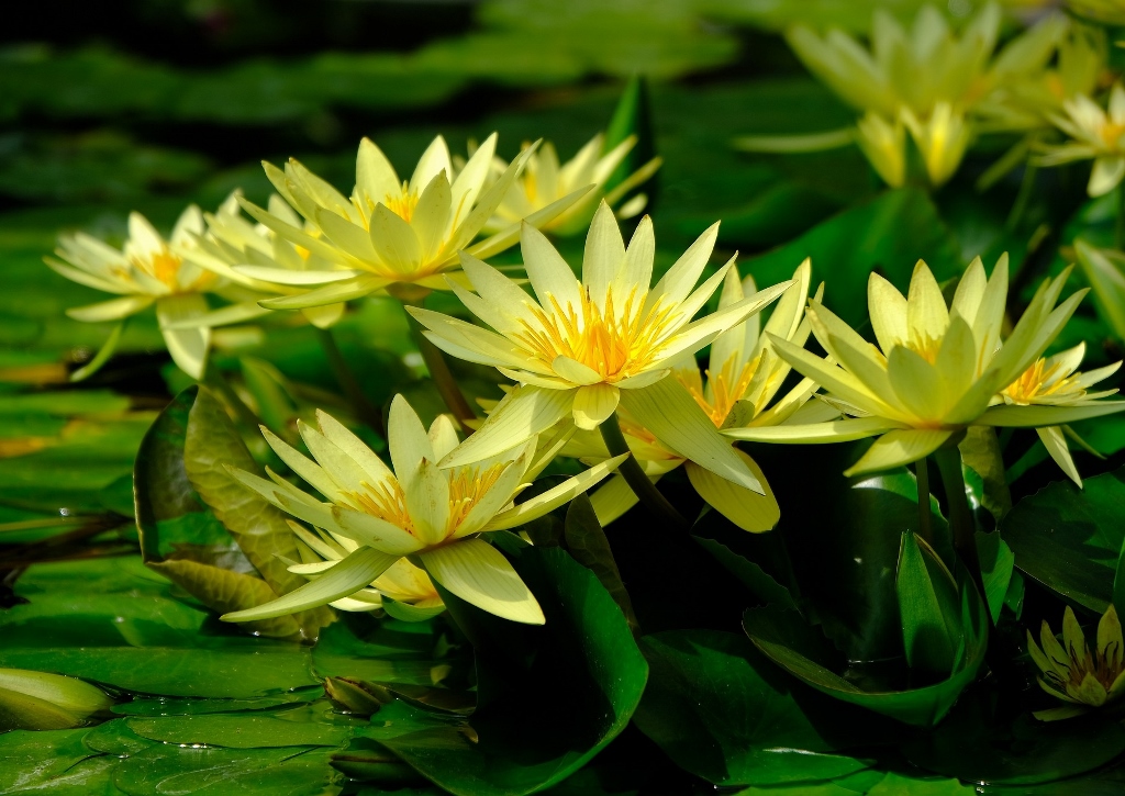 Seerose, Seerosen, Gelbe Seerose, Zwerg-Seerose, Nymphaea, Nymphaea tetragona