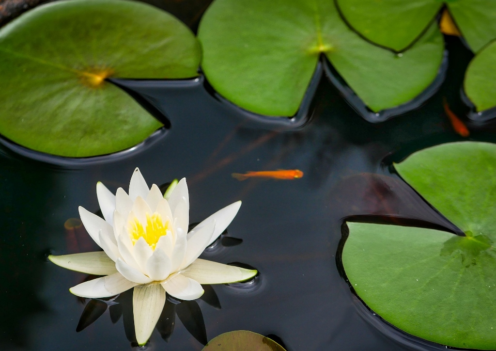 Seerose, Weiße Seerose, Tigerlotus, Nymphaea, Nymphaea lotus